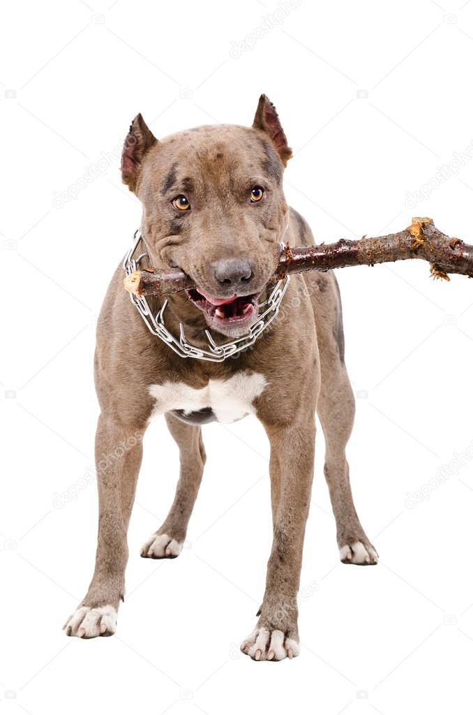 Pit bull gnaws a stick