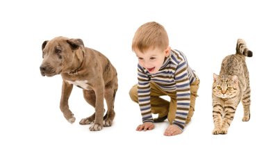 Çocuk, yavru Pitbul ve birlikte oynayan kedi