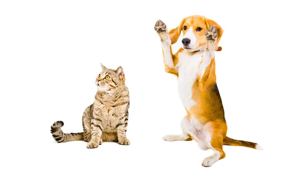 Playful  Beagle dog and cat Scottish Straight — Stock Photo, Image