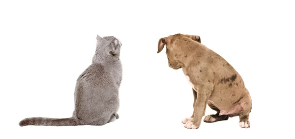 Filhote de cachorro e gato sentados juntos, visão traseira — Fotografia de Stock