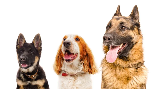 Портрет трёх собак — стоковое фото