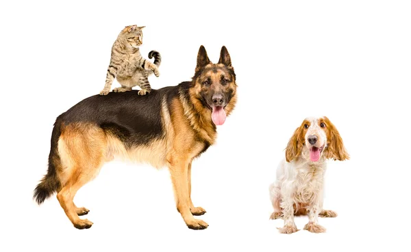 Pastor alemão, gato e espanhol russo brincando juntos — Fotografia de Stock