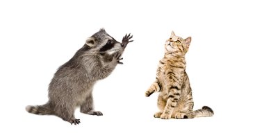Rakun saldırı kedi İskoç düz