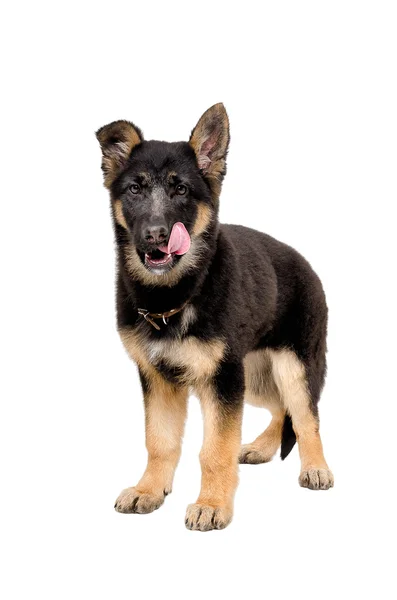 Schäferhund Welpe steht und leckt sich die Lippen — Stockfoto