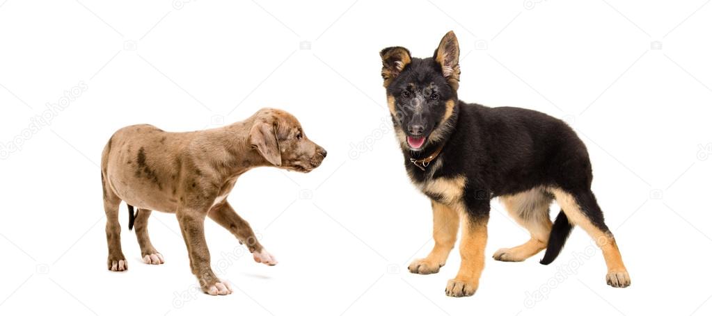 Puppy Pit bull and a German Shepherd standing together