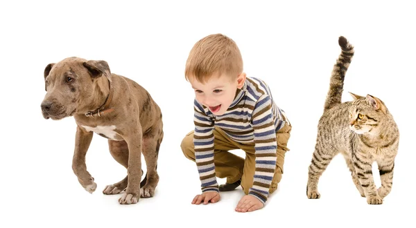 Niño, perrito pitbull y gato jugando juntos — Foto de Stock