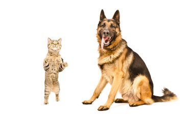 Alman çoban köpeği ve frisky kedi İskoç düz