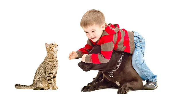 Niño, perro y gato jugando juntos alegremente —  Fotos de Stock