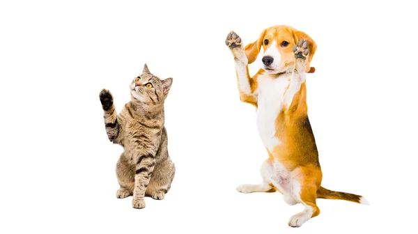 Gato brincalhão e cão — Fotografia de Stock