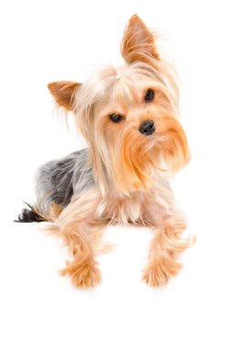 Meraklı bir Yorkshire terrier portresi