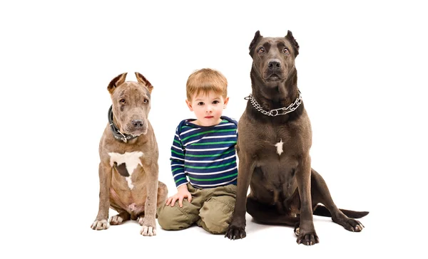 Netter Junge und zwei Pitbulls sitzen zusammen — Stockfoto