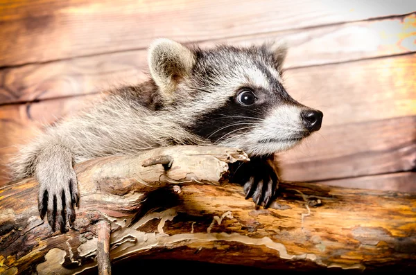 Portrait of a curious raccoon — Stock Photo, Image