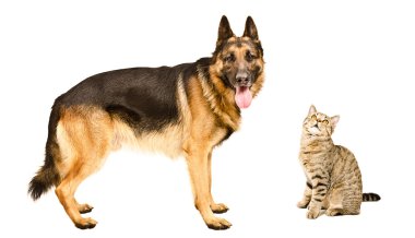Alman çoban köpeği ve bir kedi İskoç düz birlikte