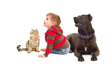Meraklı çocuk, bir köpek ve kedi