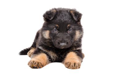 Tatlı Alman çoban köpeği.