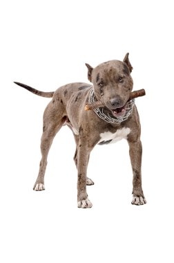 Pitbull sopa kemiren