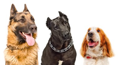 Üç köpek portresi