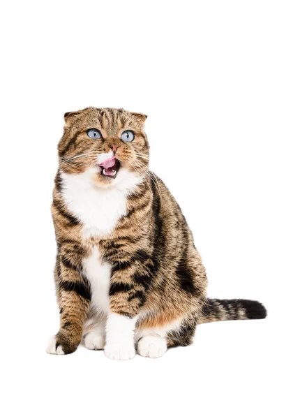 Skót szeres macska nyalogatja a száját — Stock Fotó