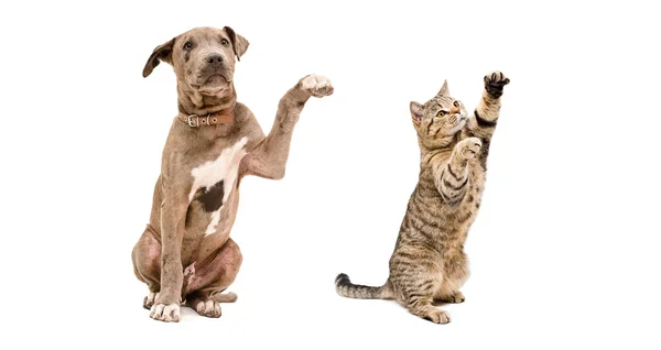 stock image Playful puppy pit bull and cat Scottish Straight