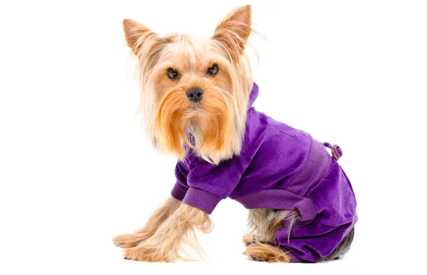 Yorkshire terrier köpek elbiseli portresi — Stok fotoğraf