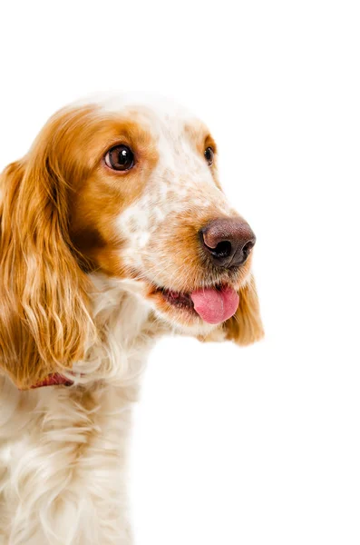 Retrato de um spaniel russo mostra língua — Fotografia de Stock