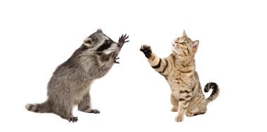 Komik Rakun ve oyun kedi İskoç düz