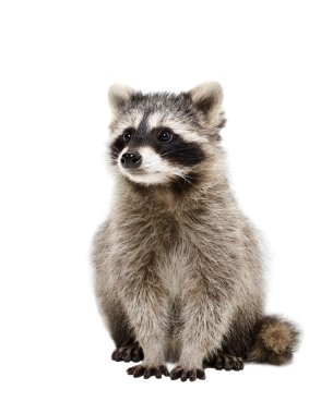 Portrait of adorable raccoon clipart