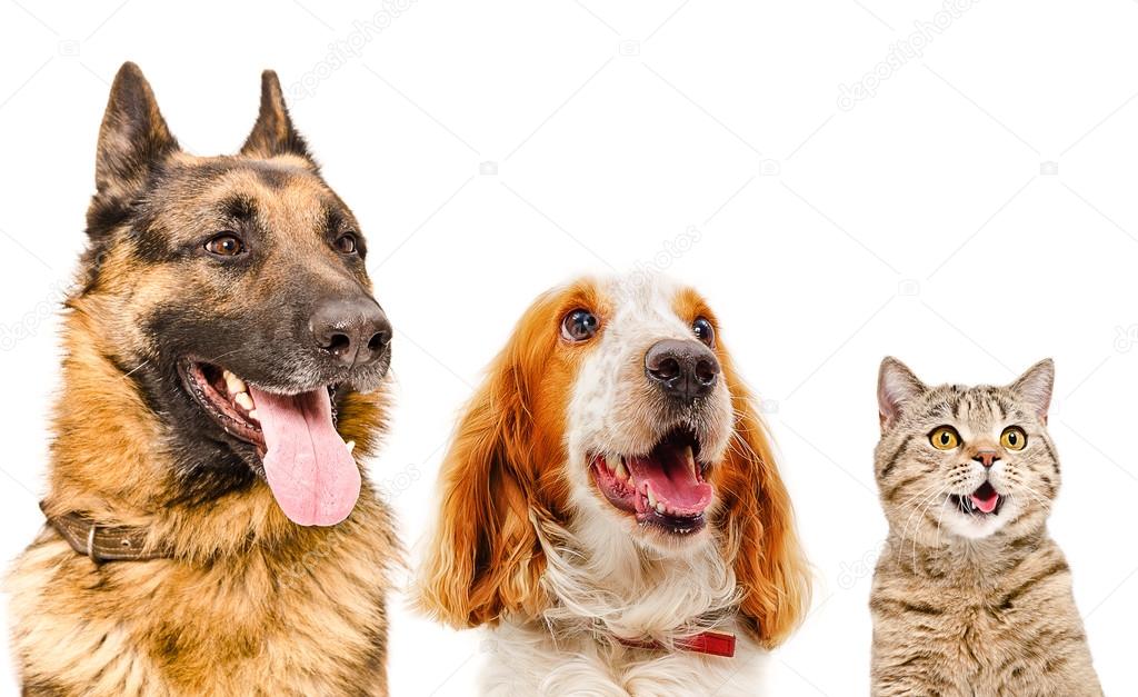 Portrait of pets closeup isolated on white background