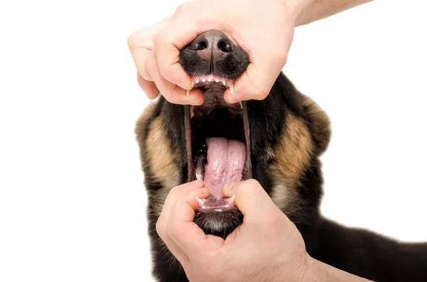 Ветеринар проверяет зубы собаки — стоковое фото