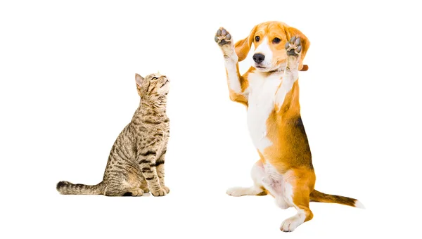 Macska skót egyenes és vicces Beagle kutya — Stock Fotó