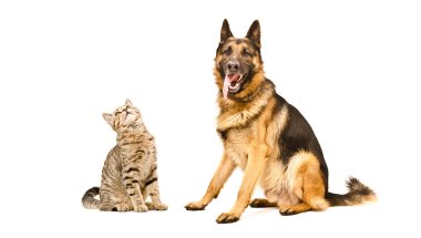Kedi İskoç düz ve Alman çoban köpeği