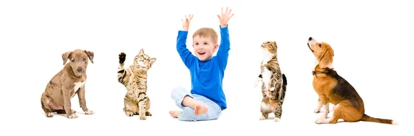 Group of a happy pets and kid together — Stock Photo, Image