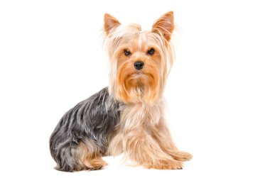 portre sevimli yorkshire Terrier