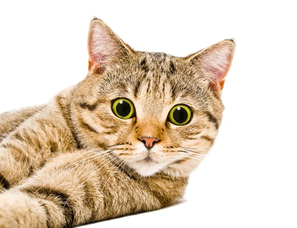 Porträt einer schottischen Katze direkt in die überraschten Augen — Stockfoto