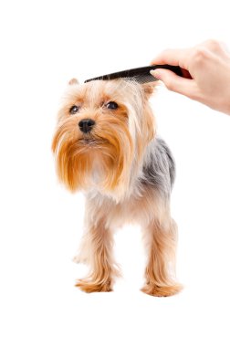 Penye köpek doğurmak Yorkshire korkunç