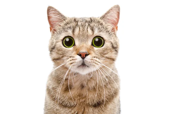 惊讶的猫苏格兰直的肖像 图库照片