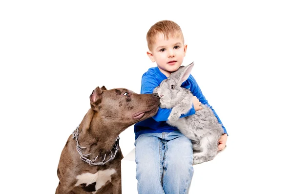 Мальчик с кроликом и собакой — стоковое фото