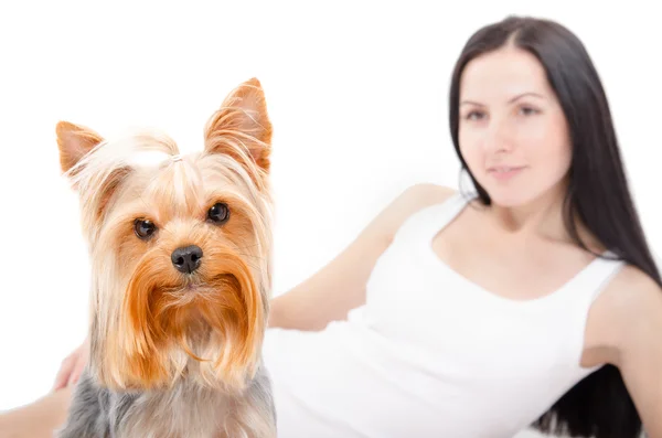 Portret Yorkshire Terrier i kobietę leżącą w tle — Zdjęcie stockowe