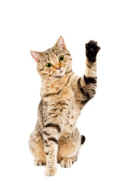 Kedi İskoç oynarken düz