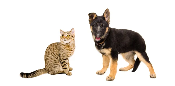 Cat Scottish Straight and German Shepherd puppy — Stock Photo, Image