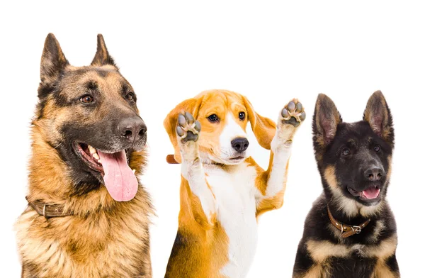 Tres perros juntos — Foto de Stock