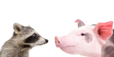 Portrait of a funny raccoon and pig sniffing each other clipart