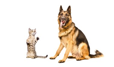 Alman çoban köpeği ve frisky kedi İskoç düz