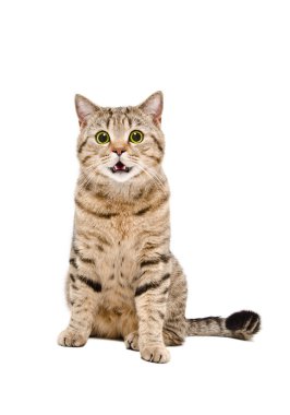 Şirin kedi İskoç düz portresi
