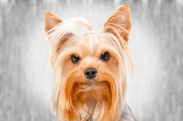 Portrait of Yorkshire Terrier — Stock Photo, Image