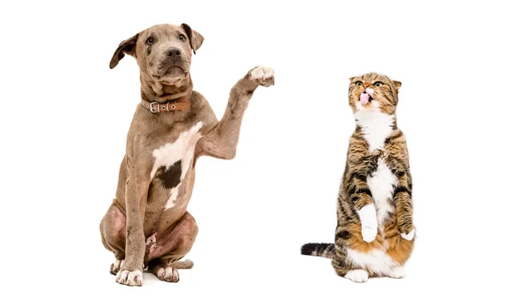 Figlarny szczeniak Pit bull i śmieszne kot szkocki teczka — Zdjęcie stockowe