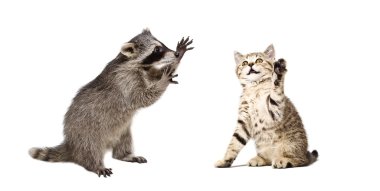 Komik Rakun ve oynak kitten İskoç düz