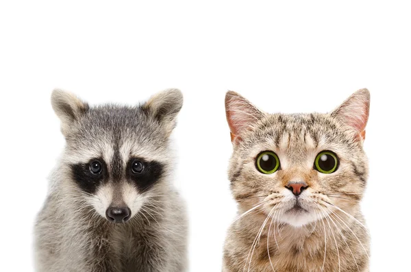 Portrait of a raccoon and cat Scottish Straight — Stock Photo, Image