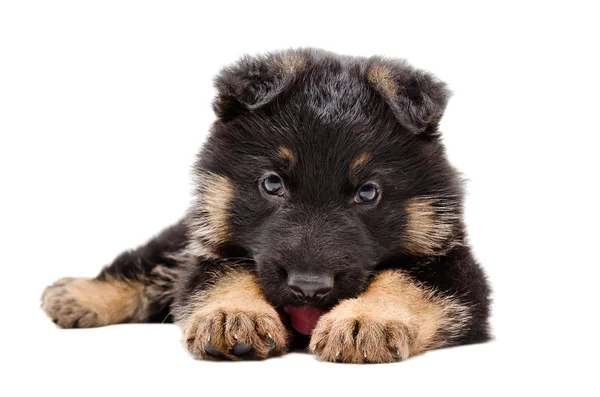 Cute puppy German Shepherd — Stock Photo, Image