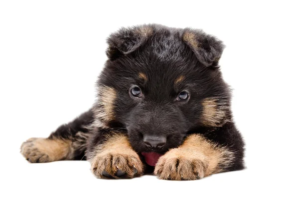 Niedlicher Welpe Deutscher Schäferhund — Stockfoto